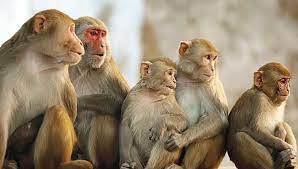 جدري القردة.. النقاط الرئيسية في الخطة الوطنية للمراقبة والتصدي