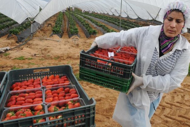 المغرب يستحوذ على 2 % من إنتاج التوت العالمي