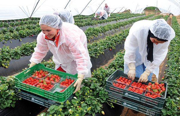 بالأرقام: المغرب ضمن البلدان الأفريقية الأكثر استثمارا في مجال الأغذية