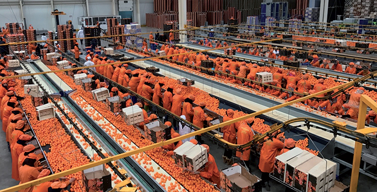 صادرات الأغذية الفلاحية والبحرية تتجاوز عتبة 8000 مليار