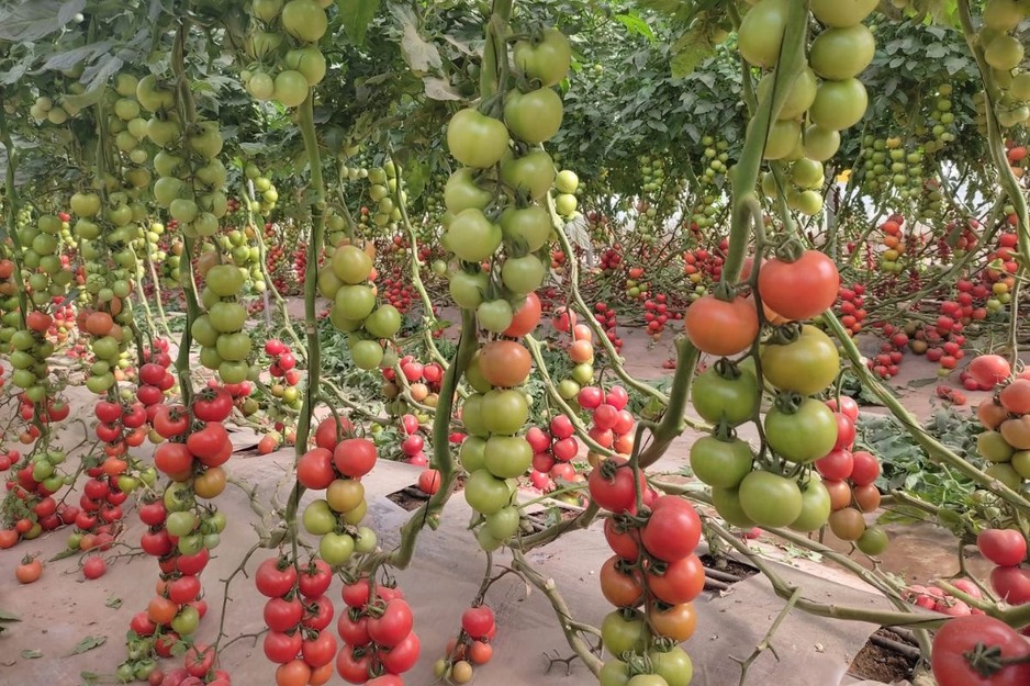 مهنيون: عرض المواد المستهلكة بكثرة في رمضان سيفوق الطلب