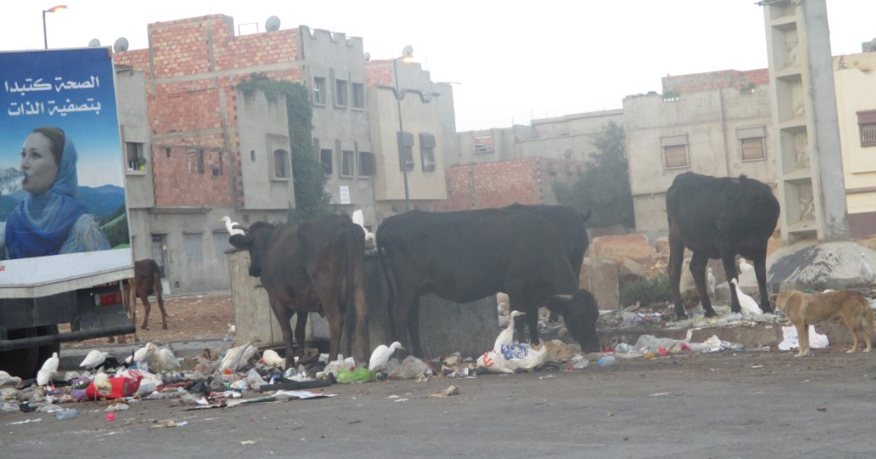 أزمة اللحوم الحمراء.. استنفار أمني بسبب "الفراقشية"