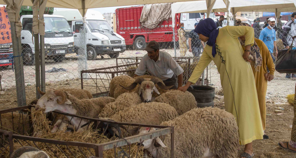 "أونسا" توصي المغاربة بهذه التدابير بعد شراء أضحية العيد