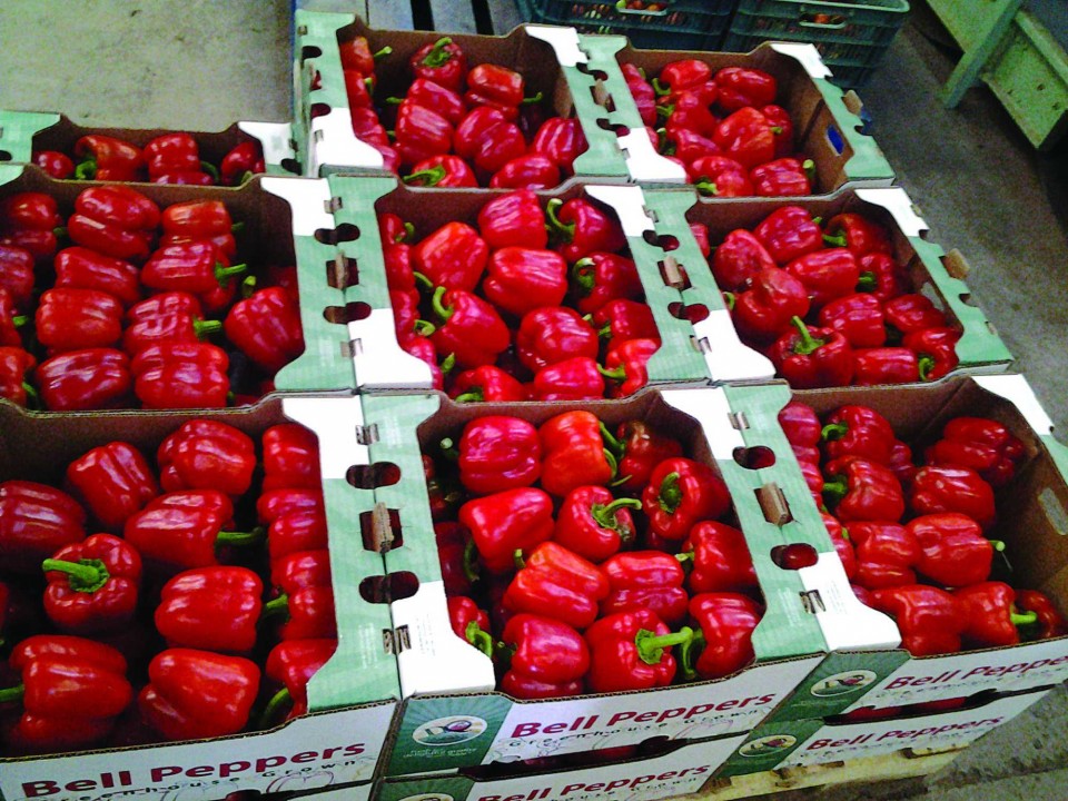 صادرات الفلفل المغربي إلى ألمانيا تتجاوز 50 ألف طن لأول مرة