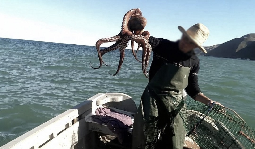 انطلاق الموسم الشتوي لصيد الأخطبوط على امتداد السواحل المغربية