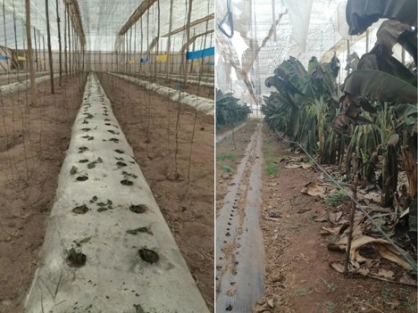 موجات الحرارة بالمغرب تلهب أسعار الطماطم في السوق الدولية