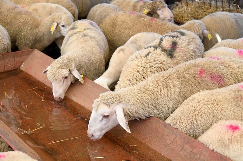 انطلاق عملية مراقبة إناث القطيع لاستكمال صرف الدعم الوطني لقطاع تربية الماشية