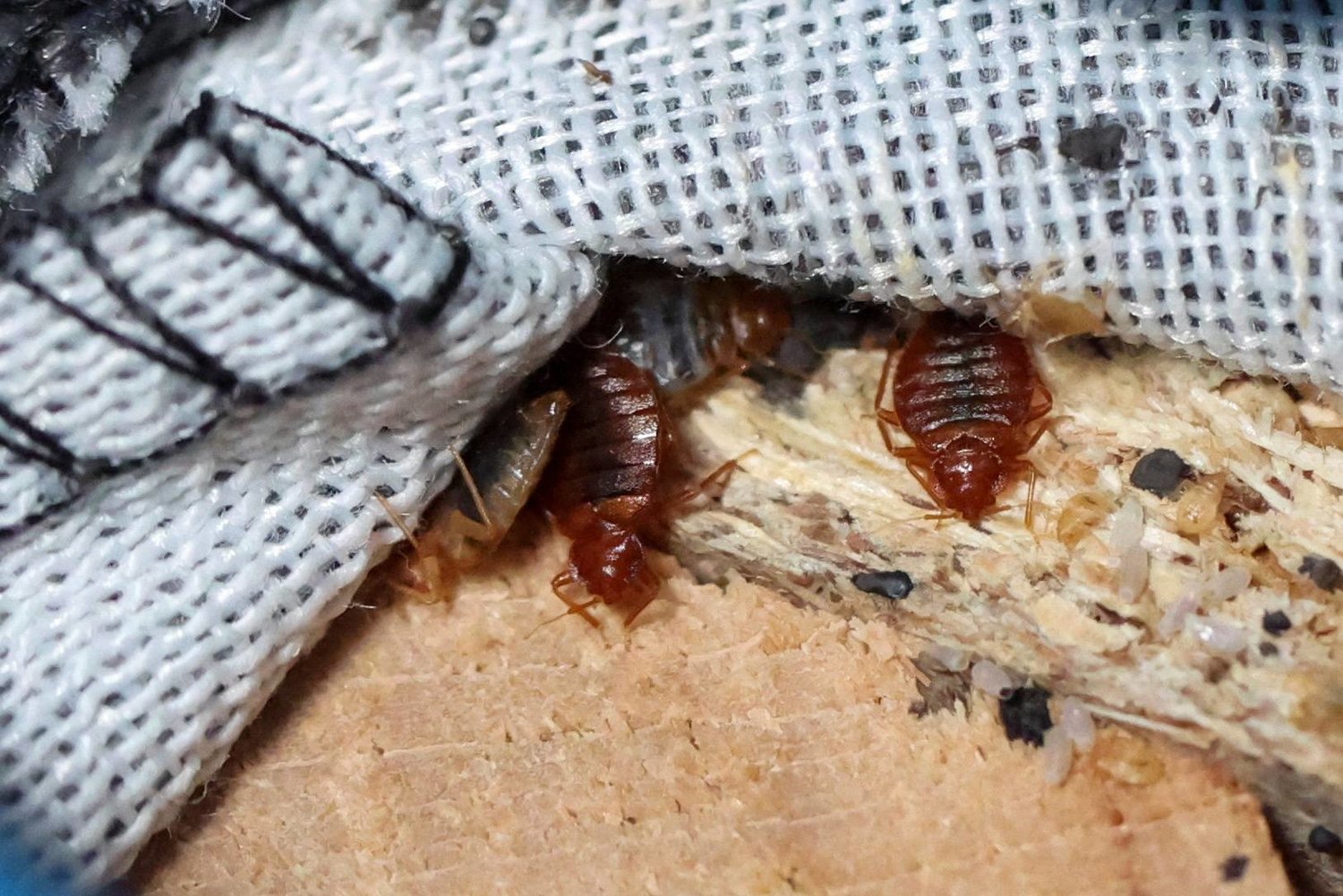 وزارة الصحة: لم يتم تسجيل أي انتشار استثنائي لحشرة بق الفراش على مستوى التراب الوطني