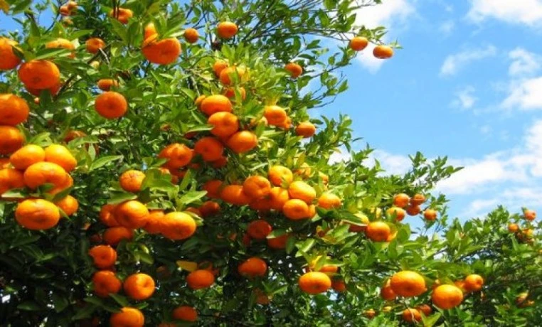 الحمضيات المغربية تتحدى المناخ القاسي وتواصل تألقها في الأسواق العالمية