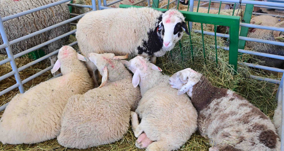 لتدارك نقص العرض.. الحكومة تدعم مستوردي الأضاحي بمنح مالية + وثيقة