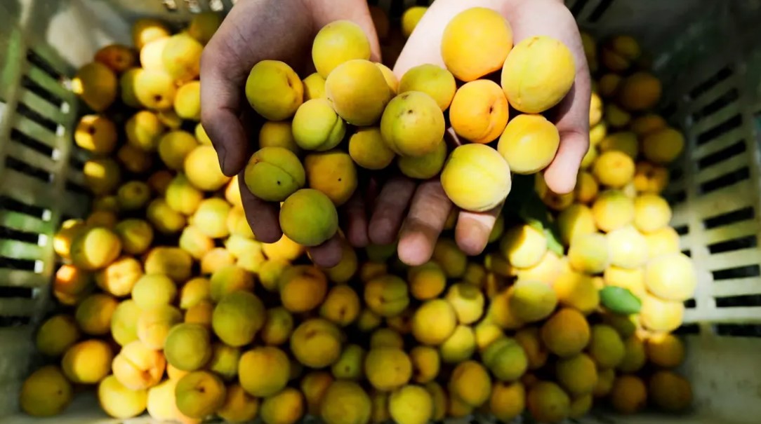 المغرب ثاني دولة عربية في أفريقيا تزود الروس بالمنتوجات الفلاحية