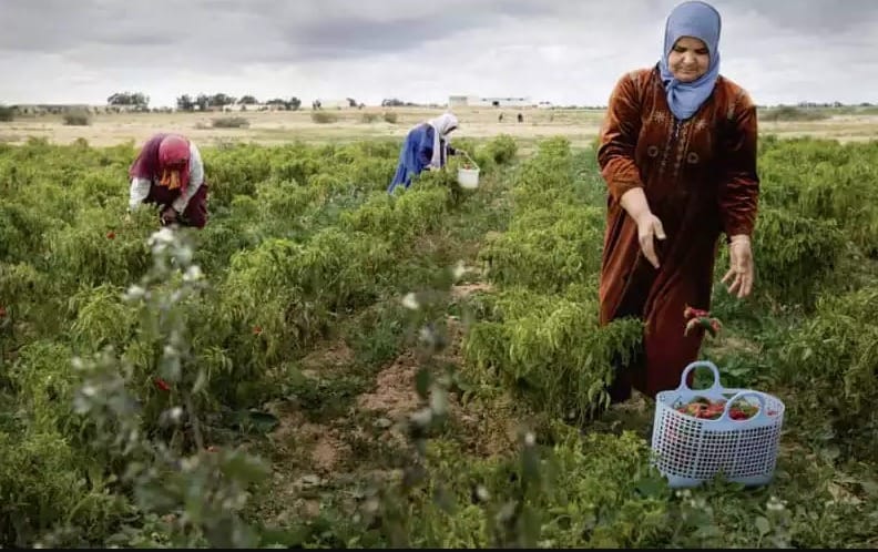 إعانات الاستثمار في الأراضي السلالية.. هوية المستفيدين وشروط الاستغلال
