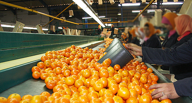 بالأرقام: المغرب بين كبار مزودي السوق الأوربية بالبرتقال