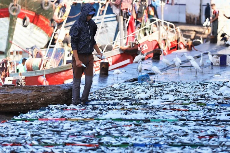 انخفاض بـ24% في كميات الصيد الساحلي والتقليدي بالناظور