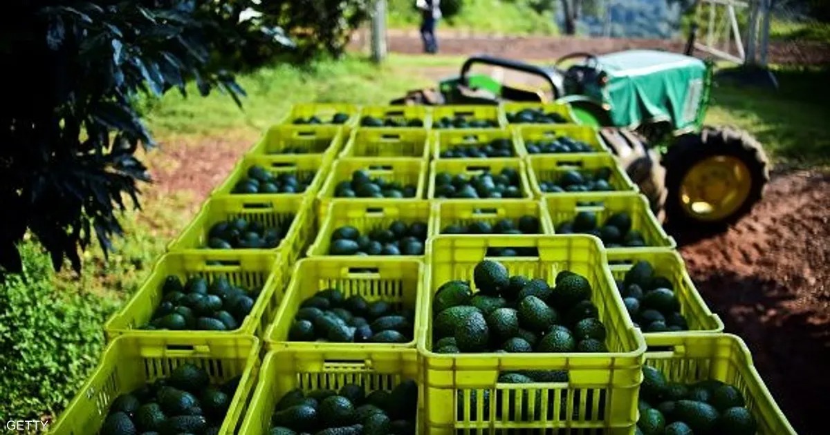 هل سترتفع أسعار "لافوكا" خلال شهر رمضان ؟