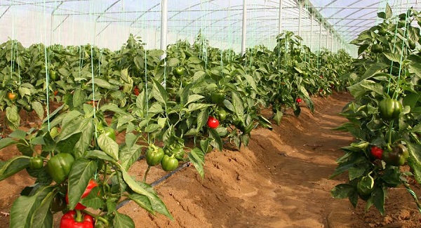 صادرات الفلفل المغربي تسجل رقما قياسيا في السوق الألمانية