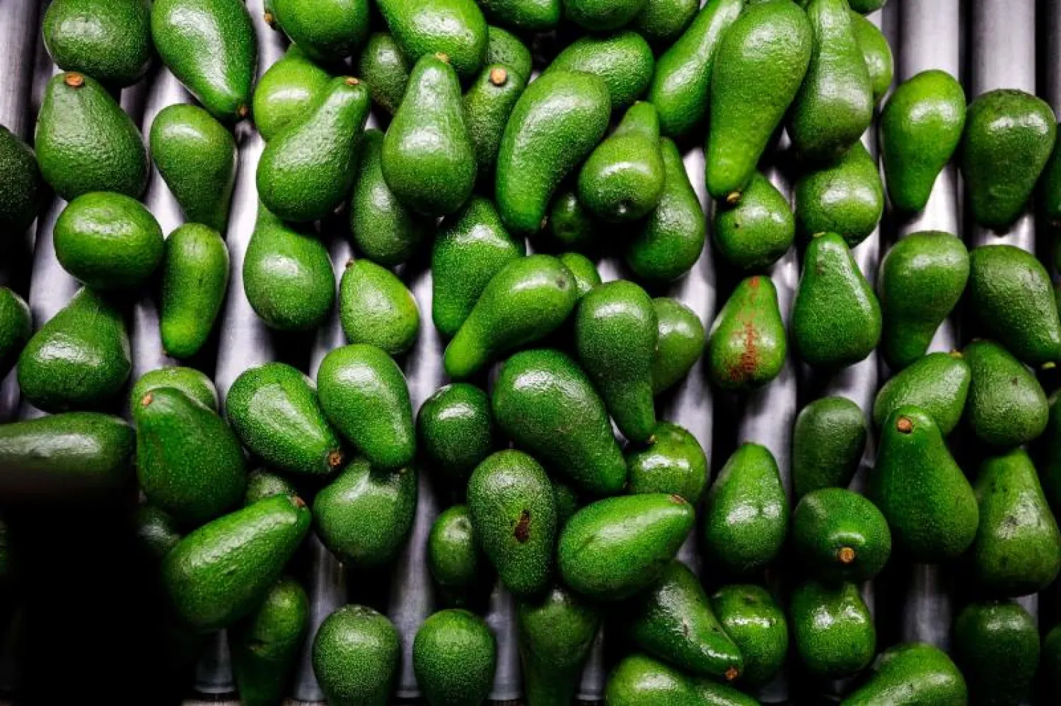 أسعار الأفوكادو ترتفع في المغرب مع انطلاق الموسم