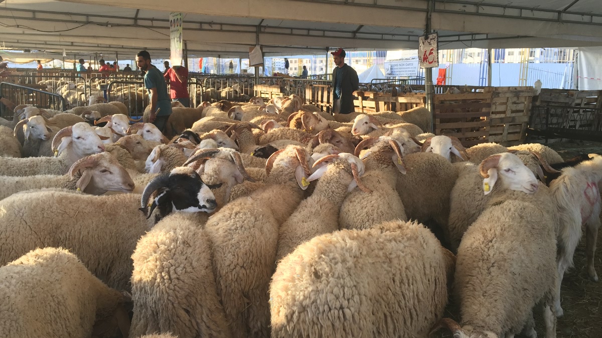 لهيب الغلاء يحرق أسواق الأضاحي