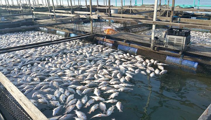 244 مشروعا لتربية الأحياء المائية بالمغرب تستهدف إنتاج 90 ألف طن سنويا