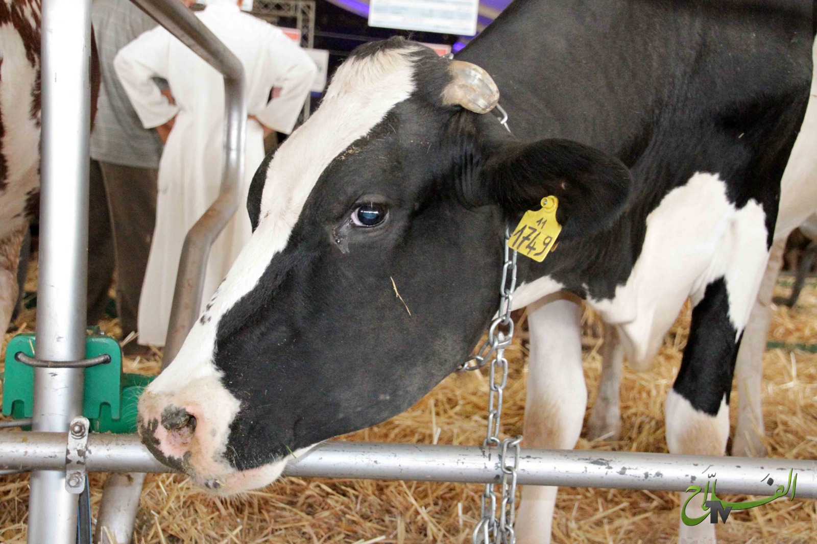 اختلالات تنفيذ دورية حظر ذبح بعض سلالات الأبقار.. صديقي يوضح !