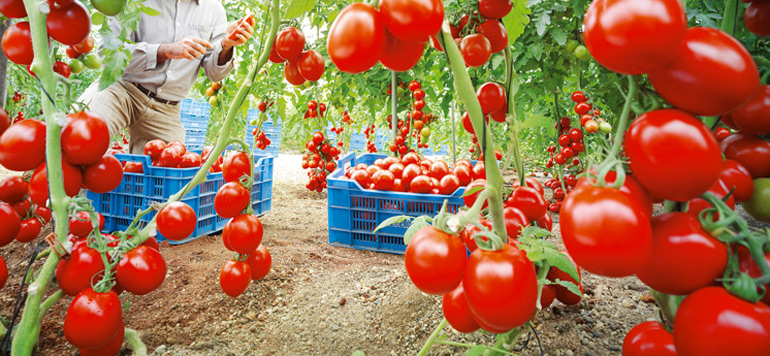 آفة صحية تهدد محصول الطماطم الوطني