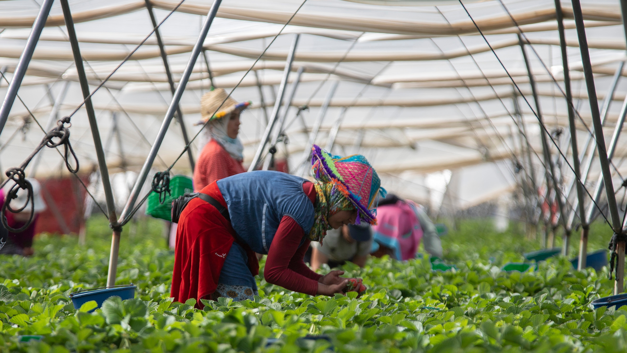 فجوة الأجور تشعل جدل المنافسة الفلاحية بين المغرب وأوروبا