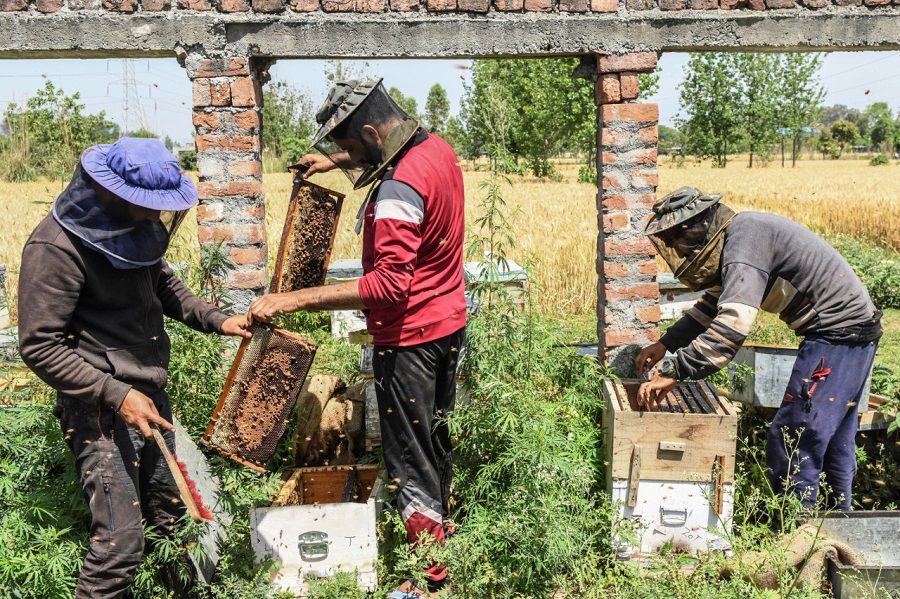 مربو النحل يردون على بايتاس في حملة مكافحة "الفارواز"