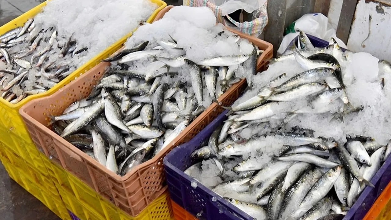 الحكومة تقرر وقف تصدير السردين المجمد