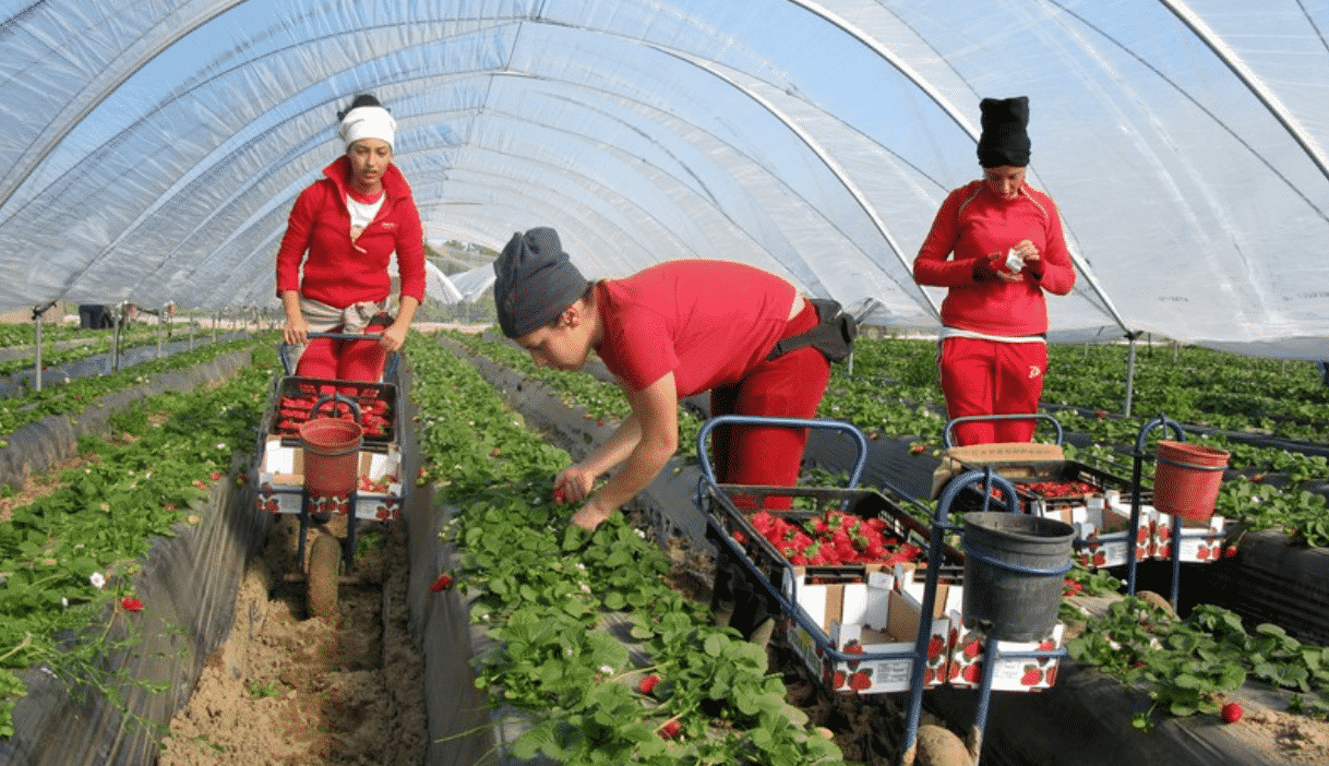 إسبانيا توافق على الرفع من عدد العاملات المغربيات في حقول الفراولة