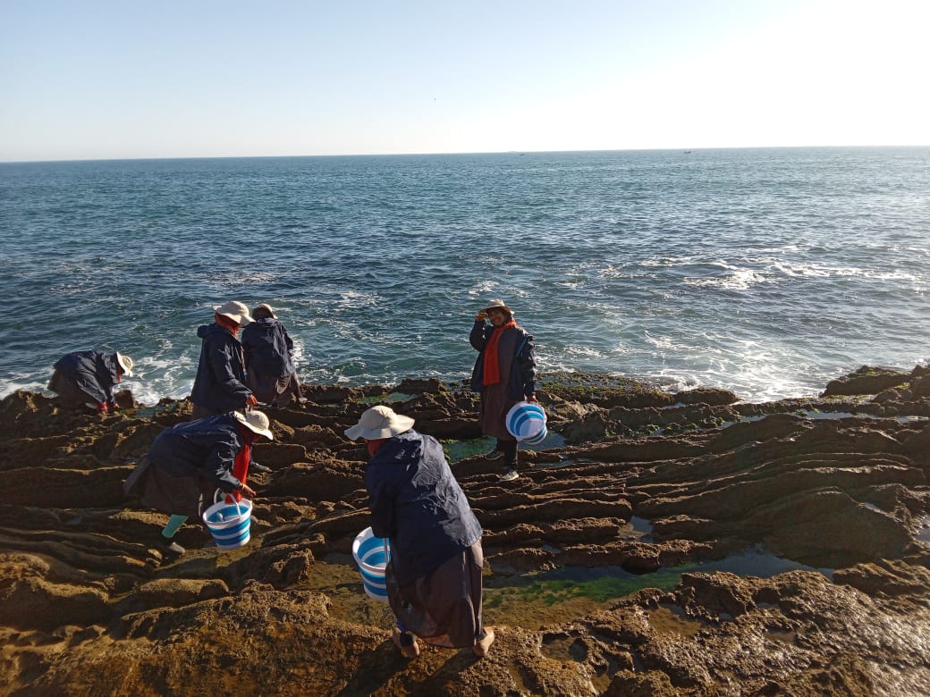 حظر جمع وتسويق الصدفيات بهذه المناطق