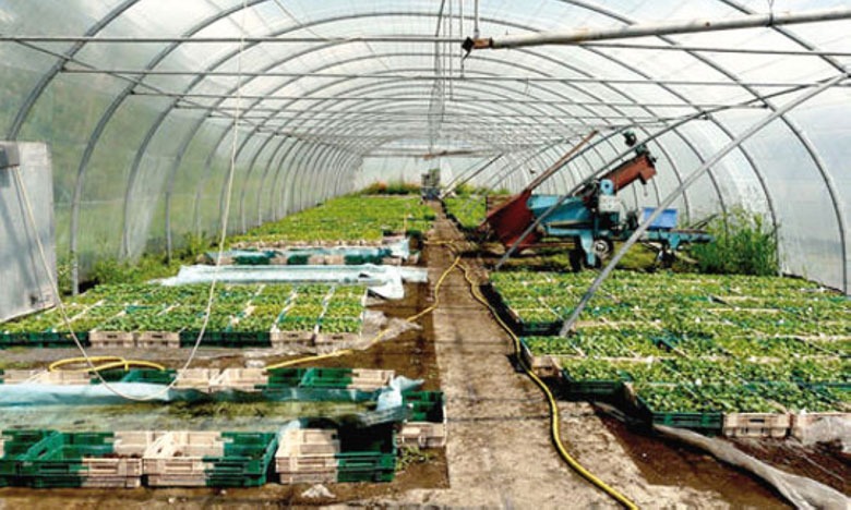 "أونسا" تنهي فوضى المشاتل