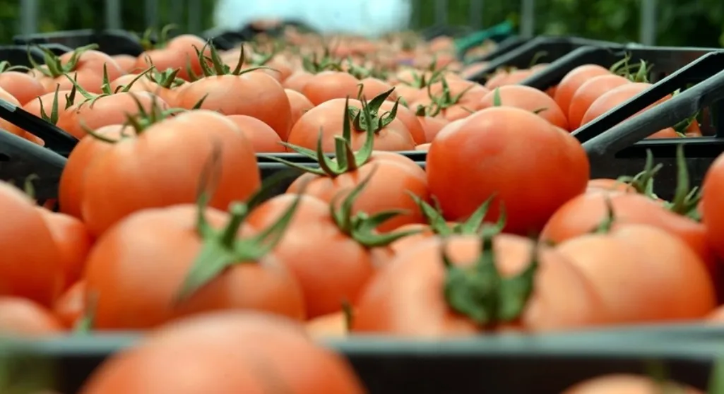 عائدات قياسية للطماطم المغربية بقيمة 141 مليون يورو