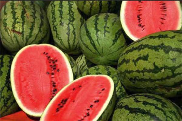 رئيس "كومادير": كلفة قرار منع زراعة البطيخ بزاكورة بلغت 200 مليار