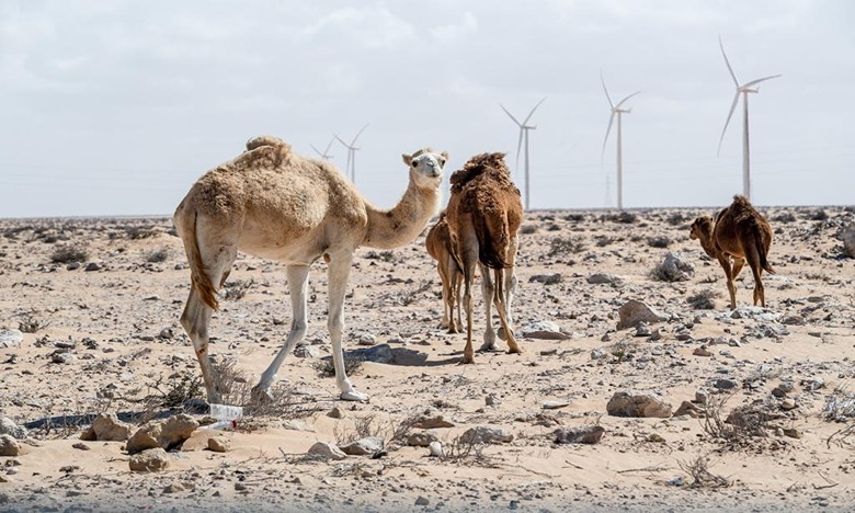 إنتاج الكهرباء من الطاقة الريحية.. محطة بوجدور تبلغ مرحلة التشغيل الكامل