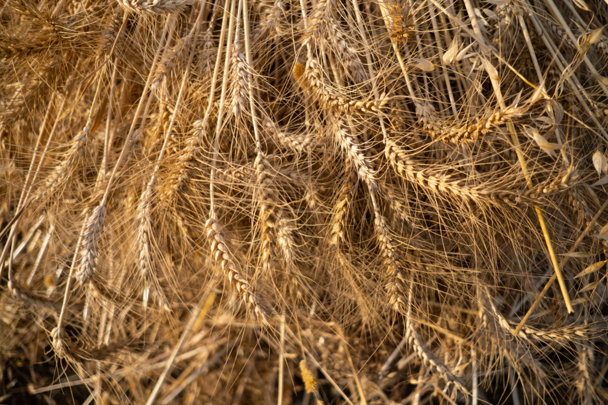 التوتر في البحر الأسود يلهب أسعار القمح