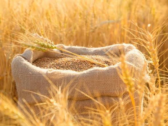 أسعار القمح العالمية تصعد تحت ضغط الطقس والحرب وارتفاع تكاليف الإنتاج