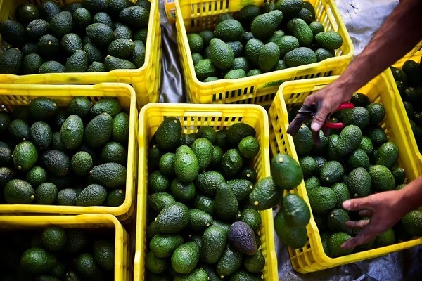 تحسن الموارد المائية يثمر رقماً قياسياً جديداً في صادرات الأفوكادو المغربية