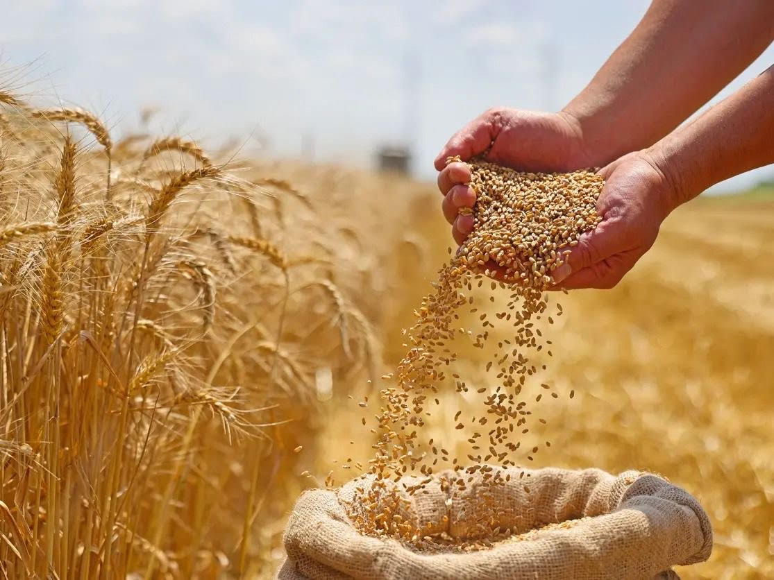 المغرب يستعد لاستيراد 3.5 مليون طن قمح