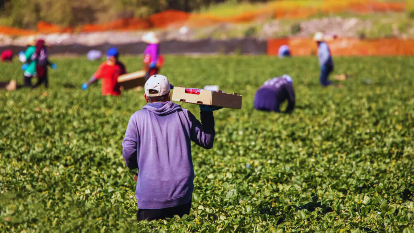 بـ2596 تصريح.. اليد العاملة المغربية تتصدر سوق الشغل بمورسيا الإسبانية