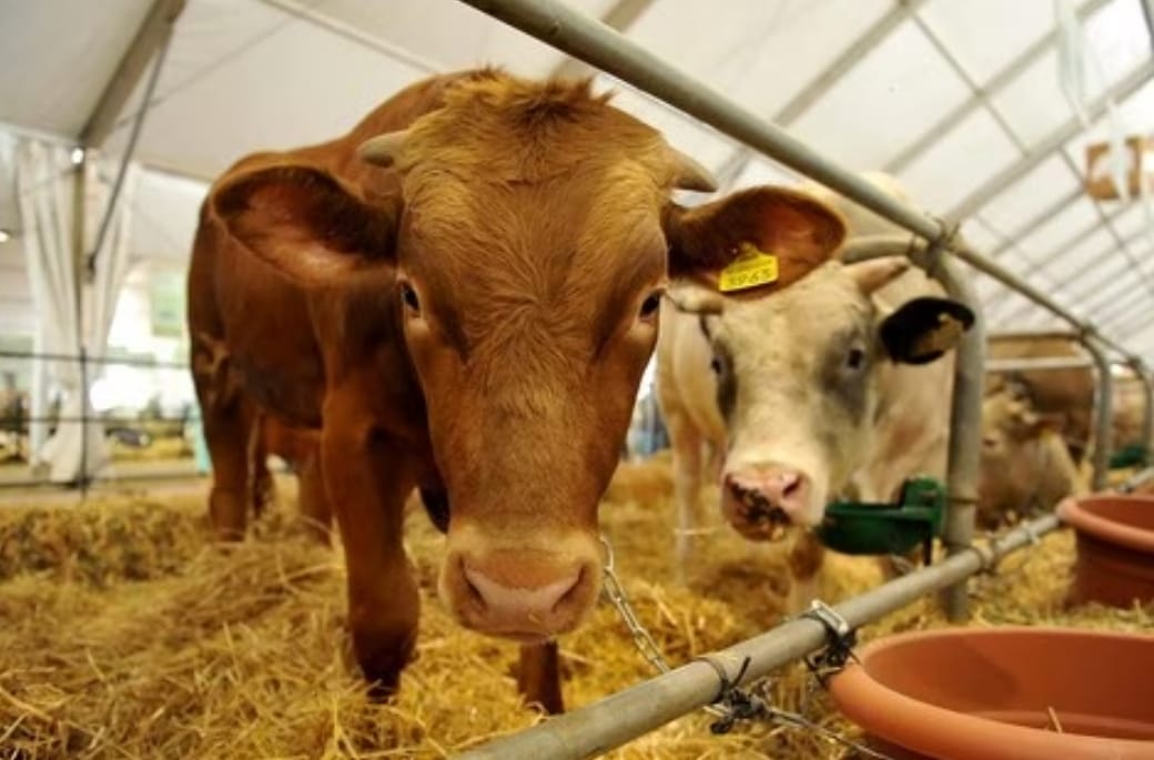 أزمة اللحوم الحمراء.. ميناء الجرف الأصفر يستقبل 2800 رأس من الأبقار البرازيلية