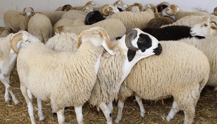 هل يؤثر ارتفاع أسعار اللحوم الحمراء على الأسعار في عيد الأضحى ؟