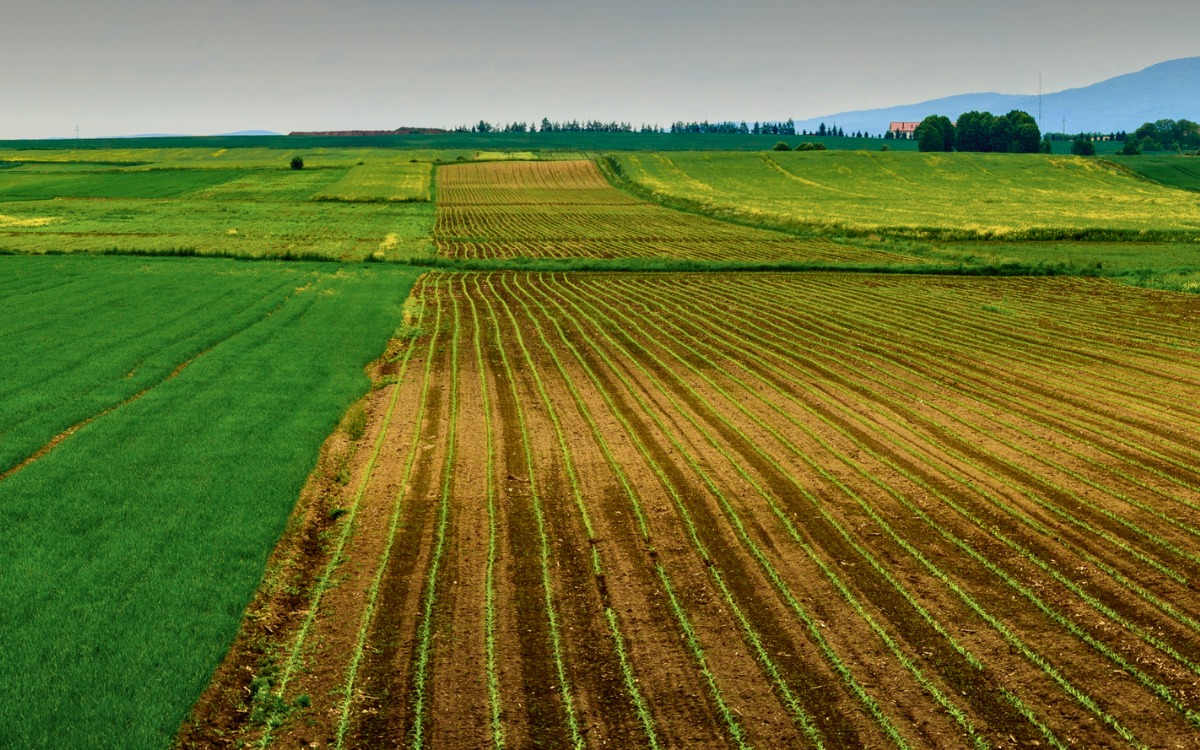 تراجع كبير في المساحات الزراعية بالمغرب خلال العقد الأخير