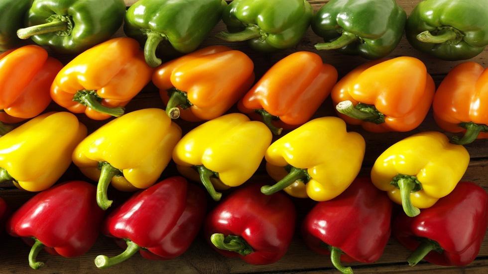 صادرات المغرب من الفلفل الحلو تسجل رقما قياسيا بقيمة 240 مليون دولار