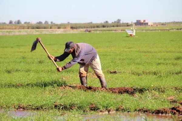 وزير الداخلية يكشف أسباب تعثر بعض المشاريع الفلاحية وخطة إعادة تقييم الأوراش الاستراتيجية
