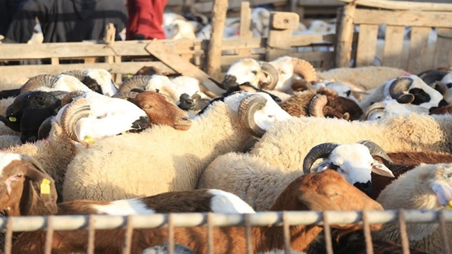 أثر على إنتاج اللحوم.. أعداد القطيع الوطني تتراجع بـ 38 %