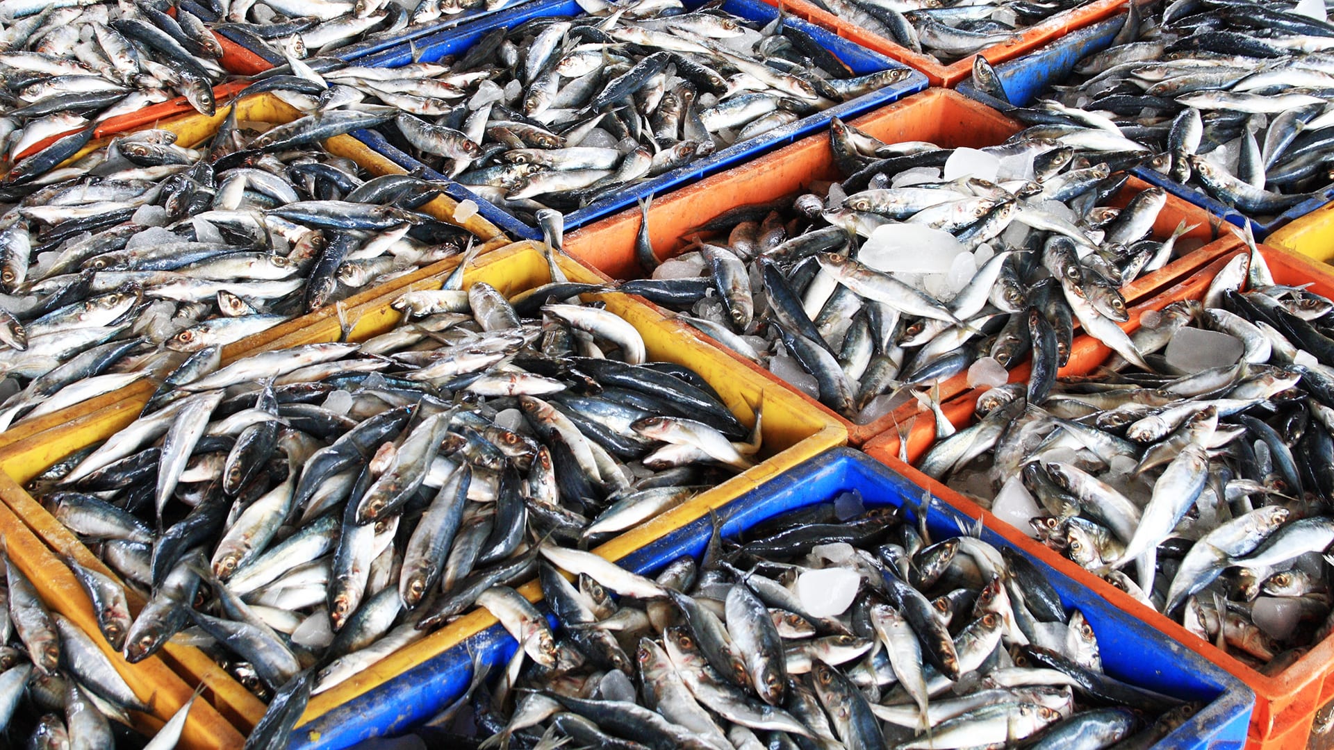 تعليق صادرات السردين المغربي يربك سلاسل التزويد لمصانع التعليب الإسبانية