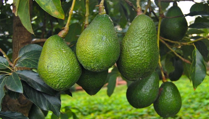 صادرات الأفوكادو المغربية إلى سويسرا تتجاوز 12 مليون دولار