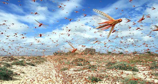 وزارة الداخلية ترفع درجات اليقظة لمواجهة انتشار الجراد