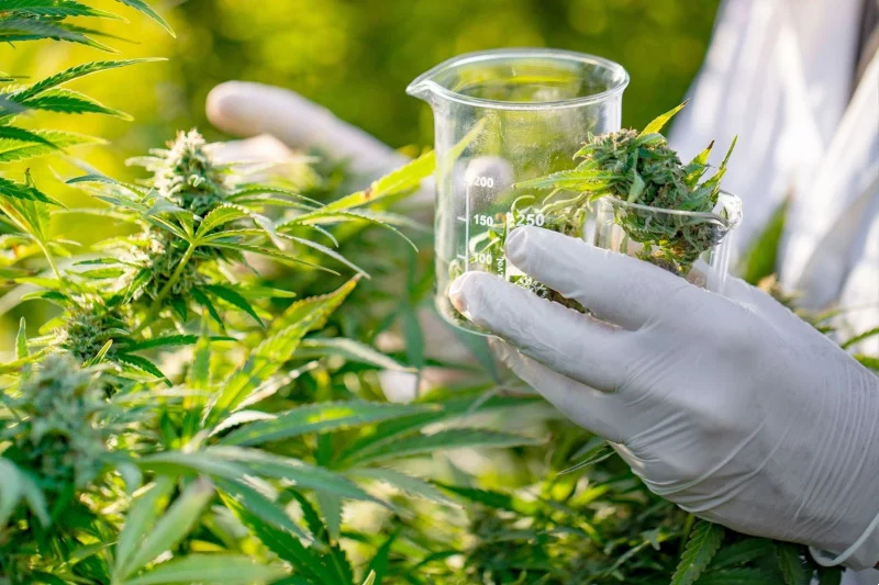 تكوين أطباء وصيادلة في الاستعمالات العلاجية للقنب الهندي