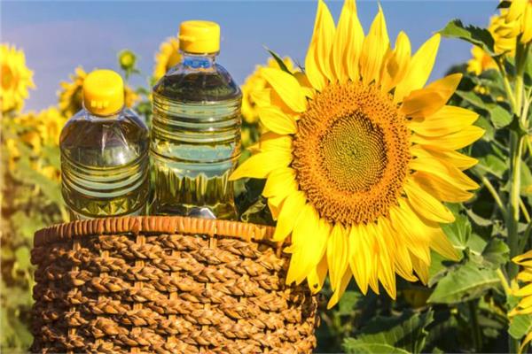 دراسة جديدة تحذر من انخفاض إنتاج البذور الزيتية